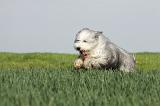 BEARDED COLLIE 109